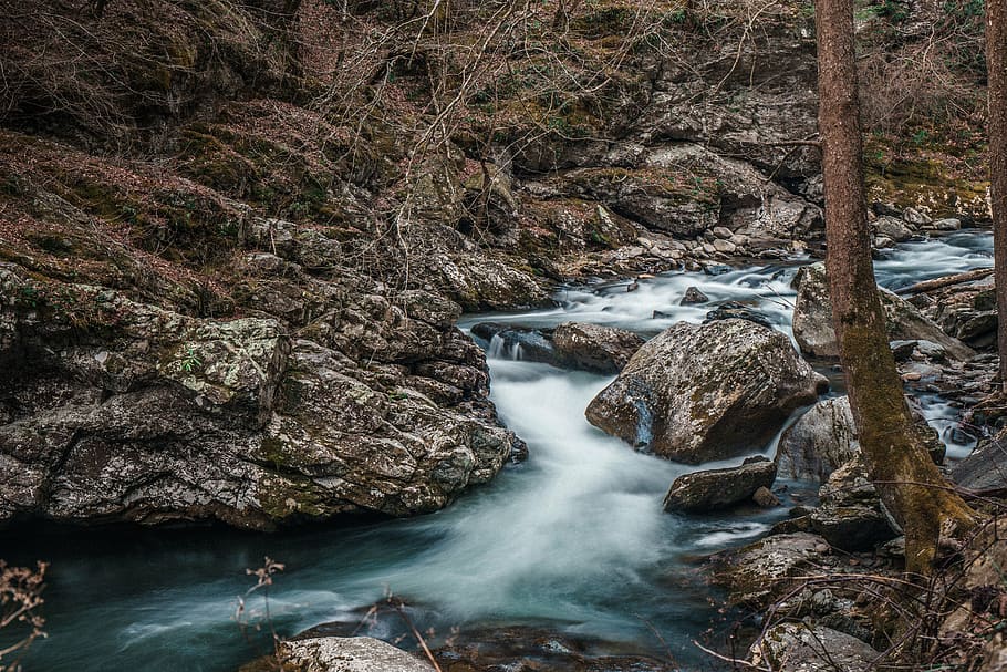 river beside trees, rocks, stone, water, nature, plant, branch HD wallpaper