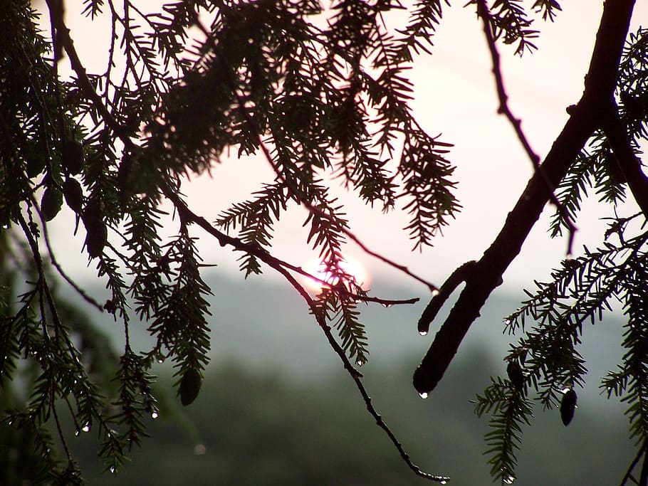 sun, trees, raindrops, mist, rainstorm, plant, growth, branch HD wallpaper