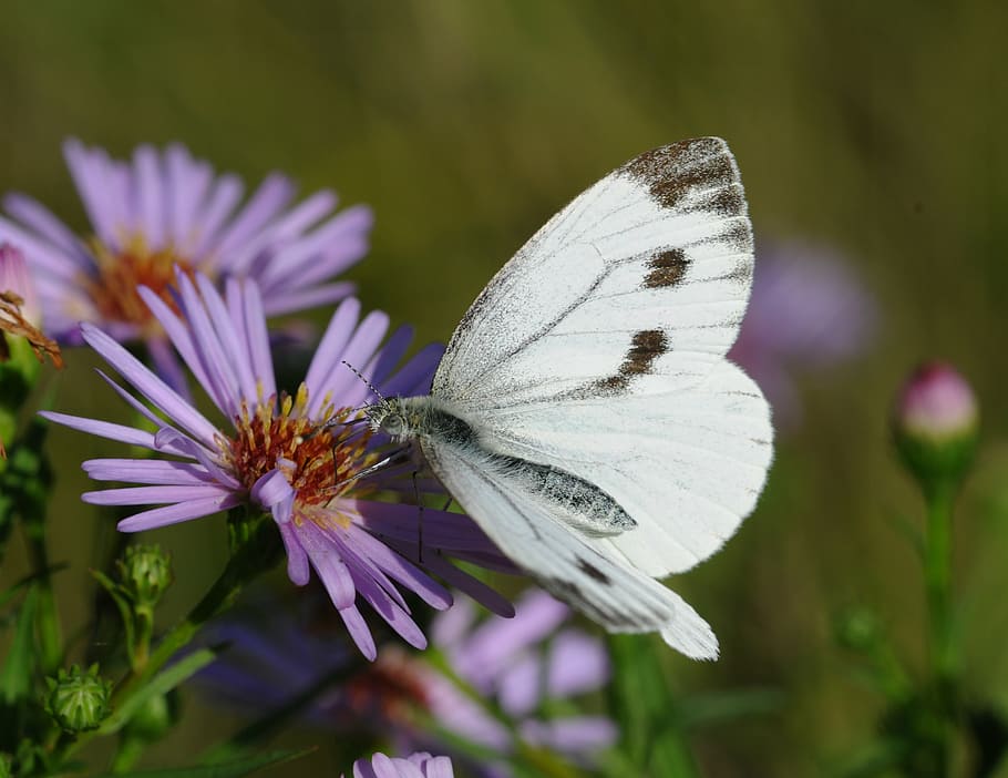 butterfly, insect, flower, nature, fragility, butterfly - insect HD wallpaper