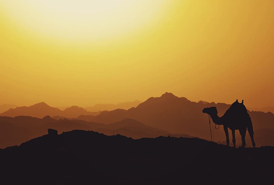 silhouette landscape photo of camel, mountain, highland, cloud HD wallpaper