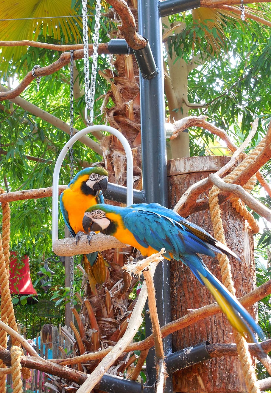 parrots, aras, blue, animal wildlife, bird, animal themes, vertebrate HD wallpaper