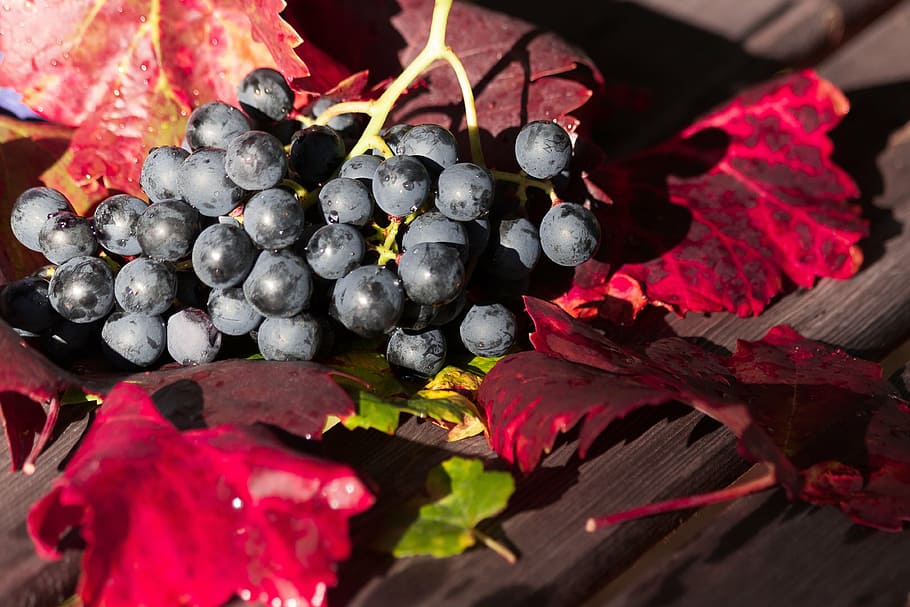 grape fruit, wine, leaf, wine harvest, plant, autumn, autumn colours HD wallpaper