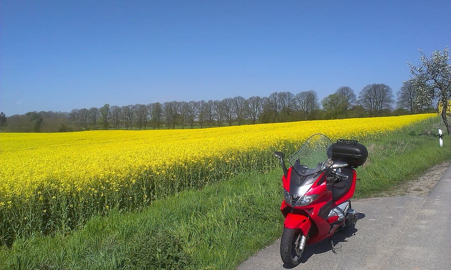 Motorcycle, Oilseed Rape, Field, Spring, road, agriculture HD wallpaper