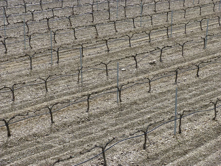 vineyard, background, strains, abstract, priorat, day, no people HD wallpaper