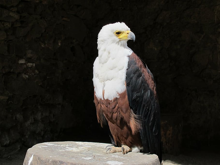 bald eagle, american eagle, bird, fauna, animal, animal themes HD wallpaper