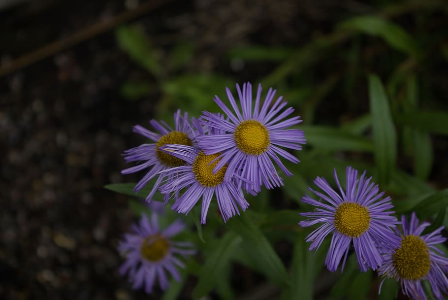 flower, purple, daisy, flowering plant, freshness, vulnerability HD wallpaper