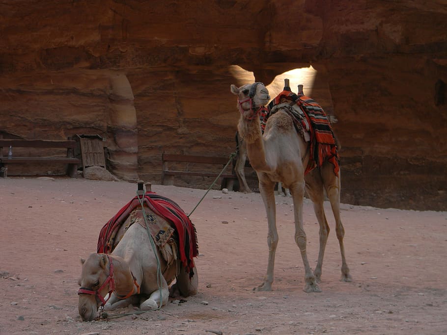 Camel, Desert, Sand, Exotic, Bedouin, sahara, africa, dune HD wallpaper