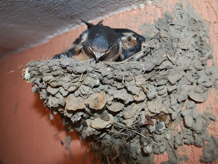 swallow, nest, small, young, bird, song bird, animal, animal themes HD wallpaper