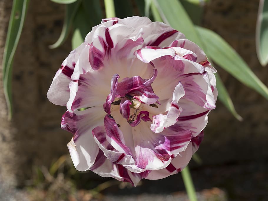 Tulip, Petals, Bloom, may, summer, colour, flower, colorful HD wallpaper