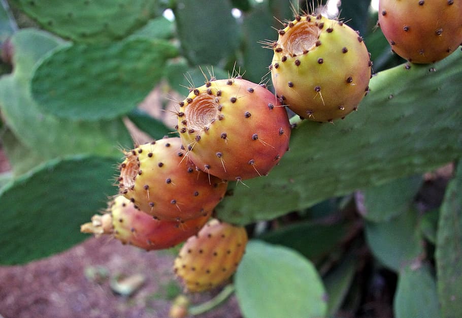 selective focus photography of cactus plant, prickly pears, opuntia ficus-indica, HD wallpaper