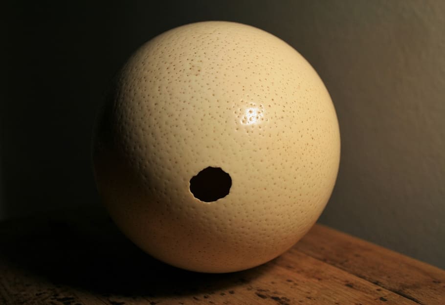ostrich, egg, shell, hole, empty, container, indoors, close-up HD wallpaper