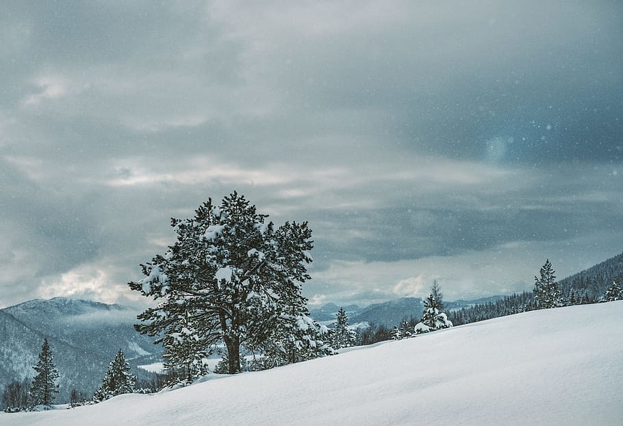 green leafed tree on snowfield under white cloudy sky at daytime, green leafed tree on white snow HD wallpaper