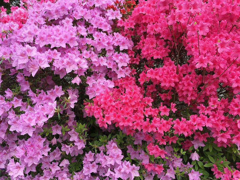 fuschia, pink, flower, landscape, garden, bright, magenta, fuchsia, HD wallpaper