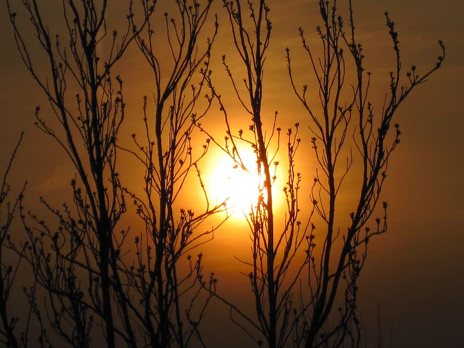 Sunset, Tree, Evening, Sky, Branches, evening sky, aesthetic HD wallpaper