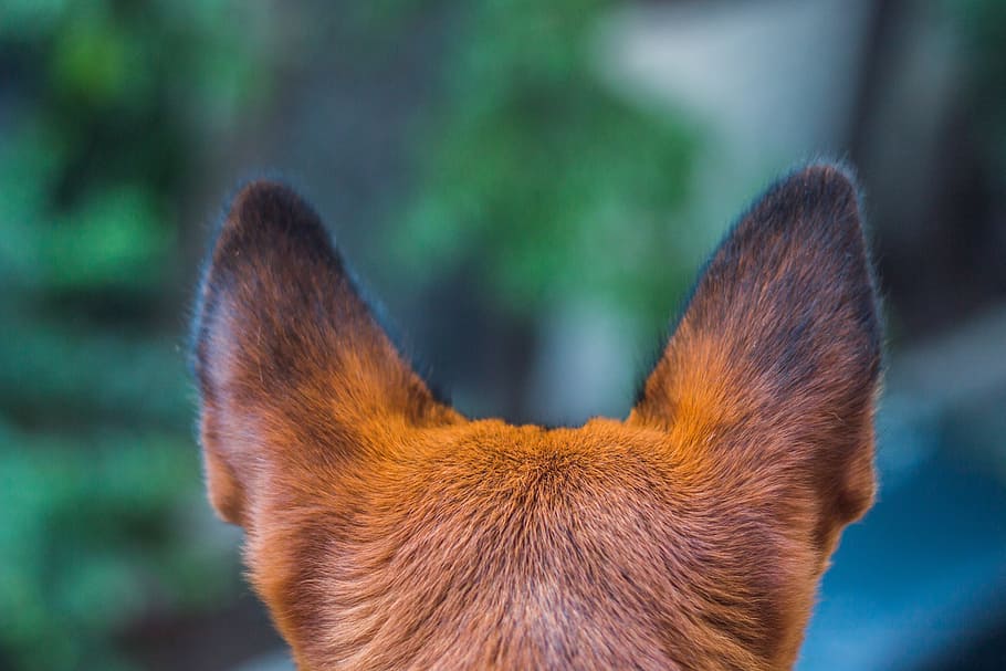 shallow focus of animal ears, Dog, Paw, Pet, Puppy, Cute, canine, HD wallpaper