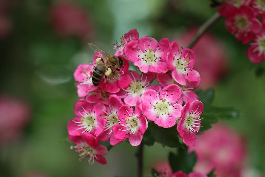spring, garden, insect, nectar, plant, flower, flowering plant HD wallpaper