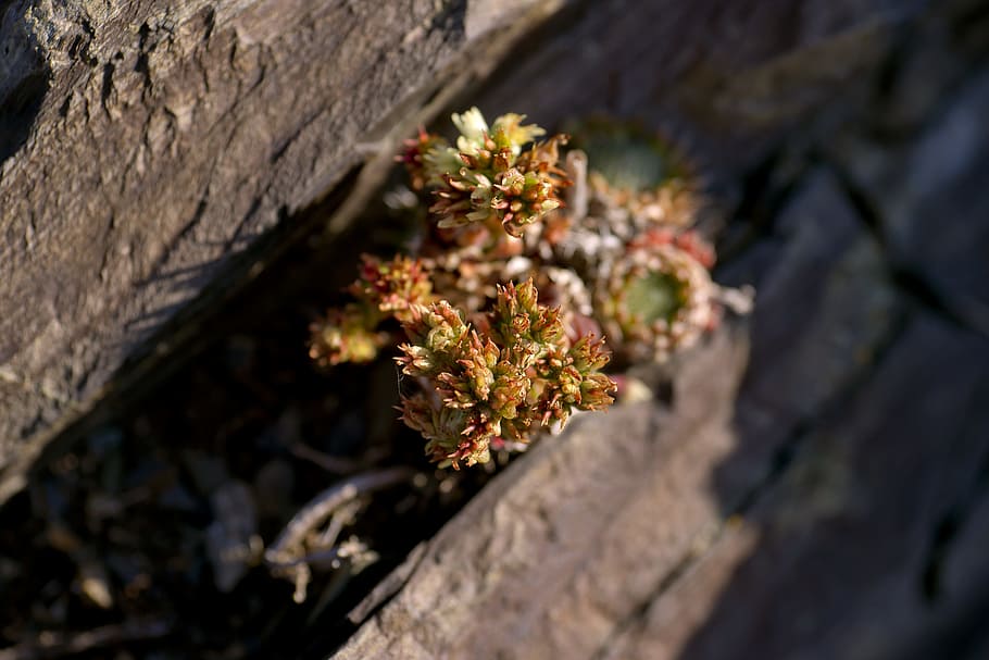 young shareone, background, botanica, closeup, color, wednesday HD wallpaper