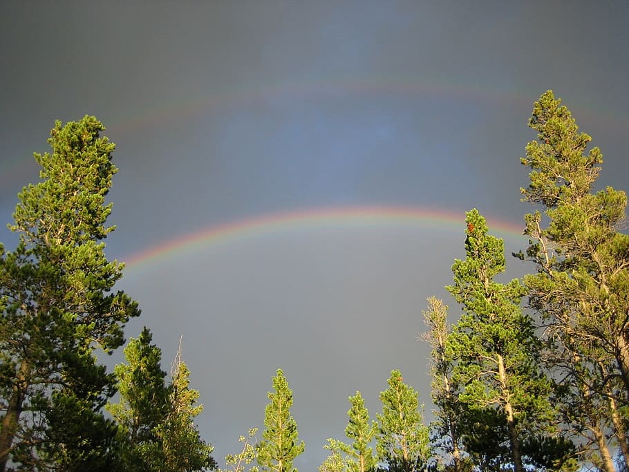 double rainbow, trees, inspirational, colorado, sky, plant HD wallpaper