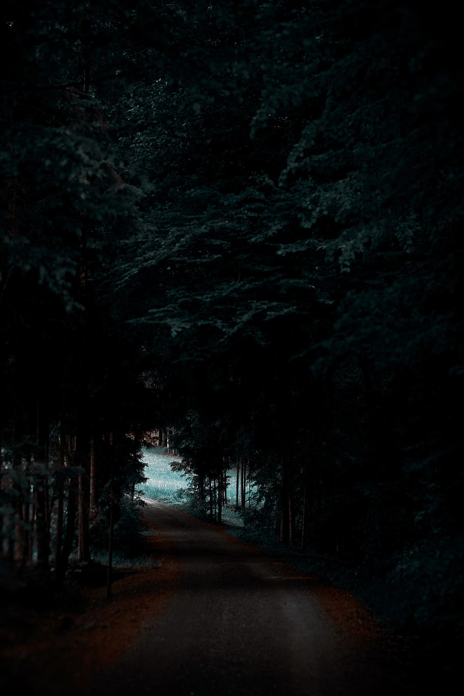 gray road between forest, pathway between trees, dark, tress HD wallpaper