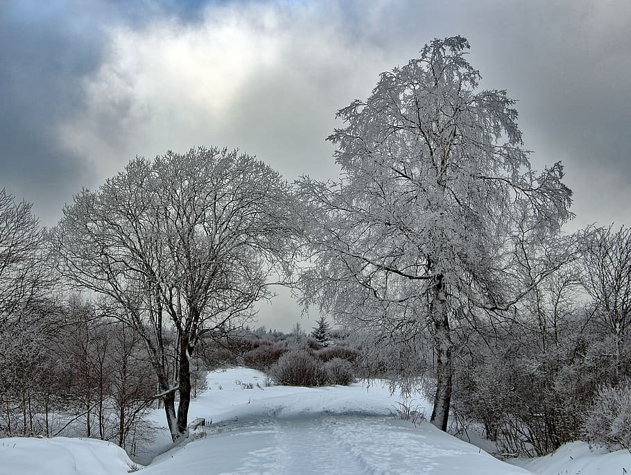 leafless trees covered with snow at daytime, winter, wintry HD wallpaper
