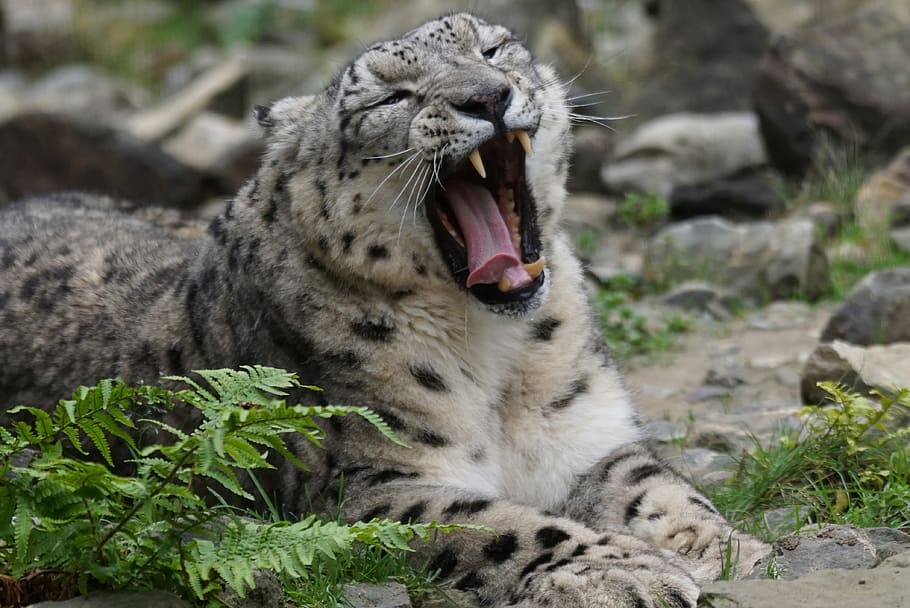 shallow focus photography of white tiger, snow leopard, predator HD wallpaper