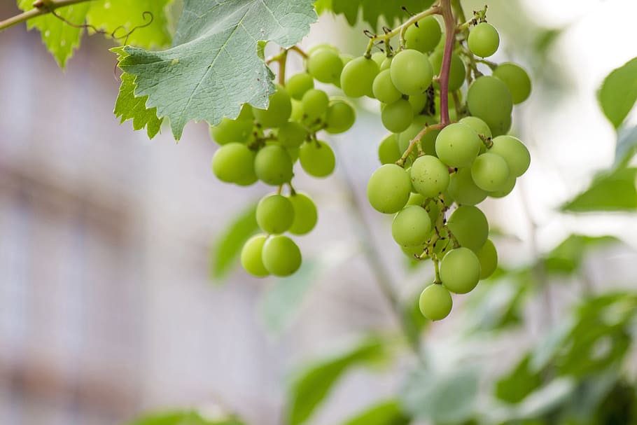 grape, green, fruit, gain, result, beautiful, tasty, food and drink HD wallpaper