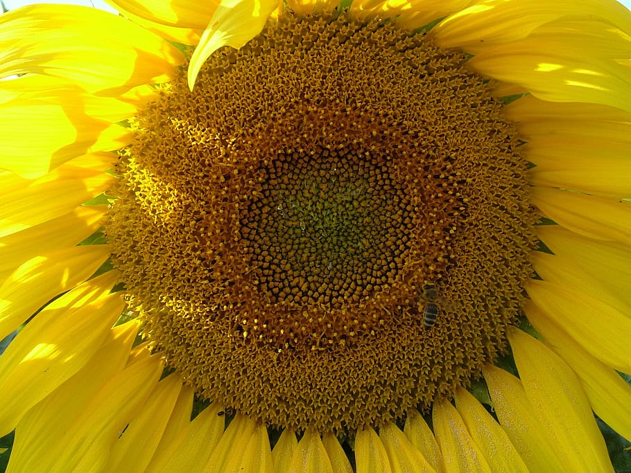 Sun Flower, Flower, Flower, Blossom, Bloom, close, yellow, enlarge view, HD wallpaper