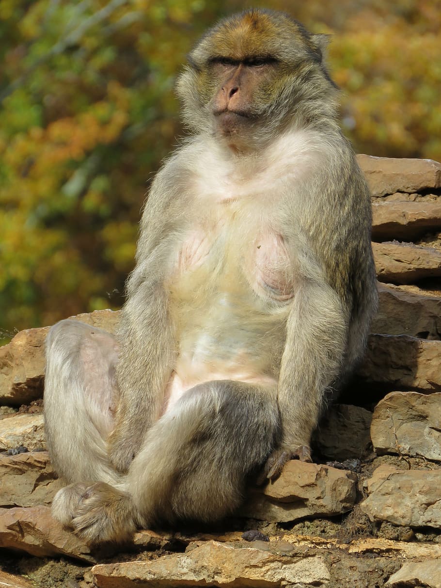 macaque, monkey, zoo, animal, primate, zoo animals, natural HD wallpaper
