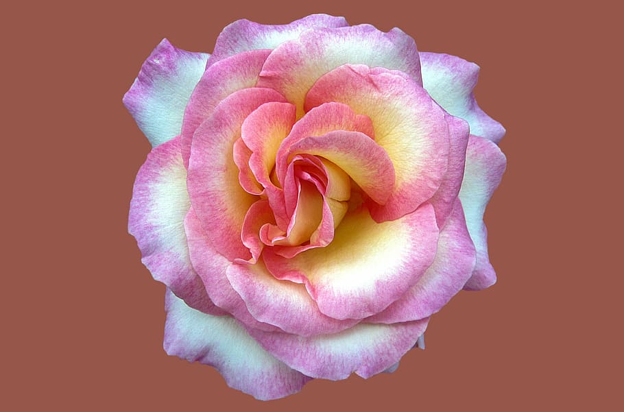 pink and yellow rose photo, noble rose cindy, rosengarten bad kissingen