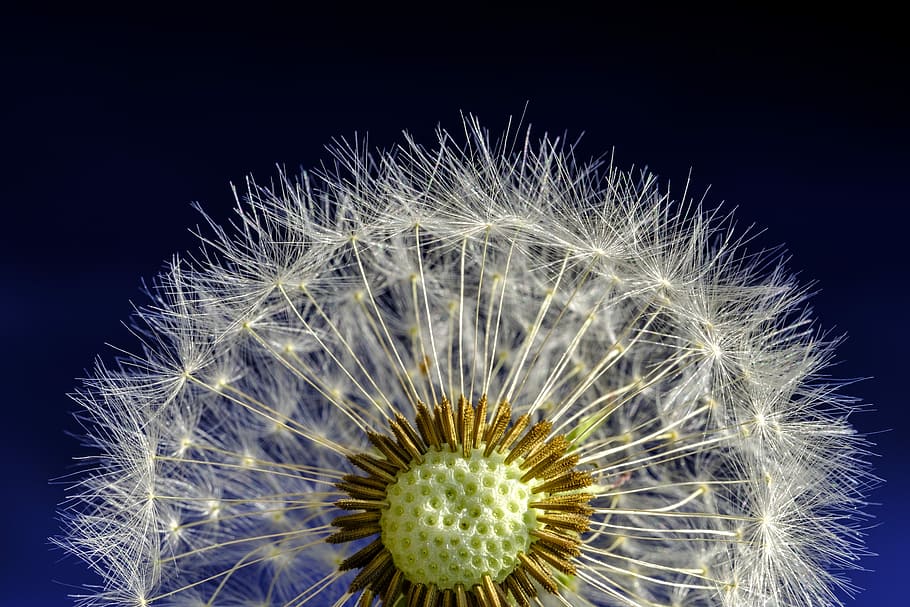 dandelion, blossom, bloom, seeds, dandelion seeds, pointed flower HD wallpaper