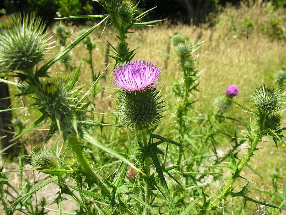 thistle, bloom, prickles, thorn, blooming, leaf, botanical HD wallpaper