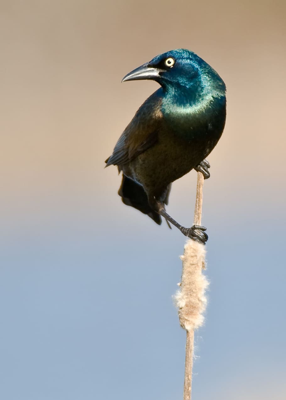 selected focus photo of teal and brown bird on stick, black bird
