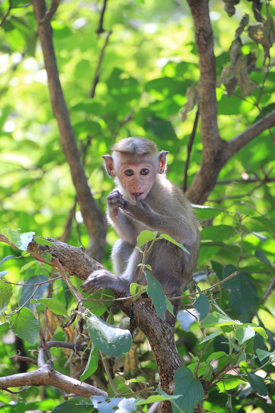 Monkey, Cute, Animal, Primate, makake, nature, äffchen, sri lanka HD wallpaper
