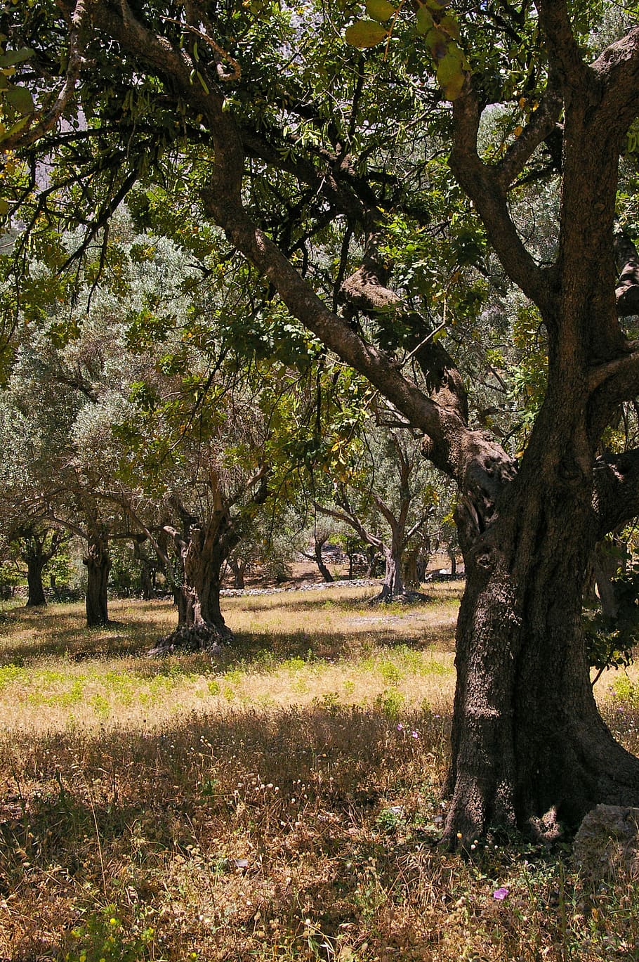 olive trees, old, log, wood, olives, plantation, eat, food
