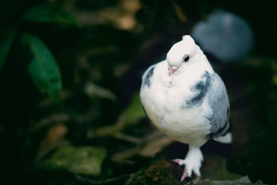 pigeon, white, peace, bird, vertebrate, one animal, animal wildlife HD wallpaper