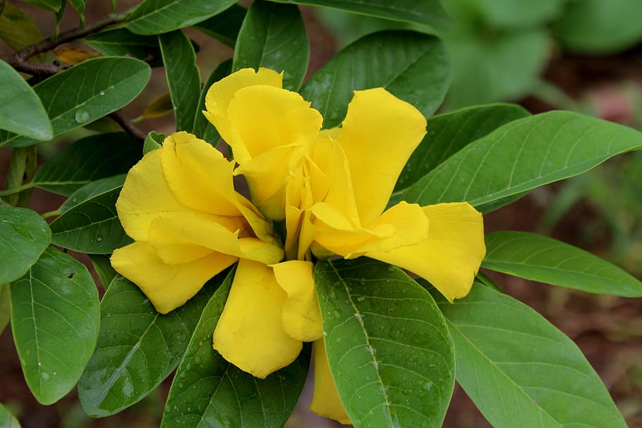 leaf, nature, flora, flower, garden, yellow flower, yellow plant HD wallpaper
