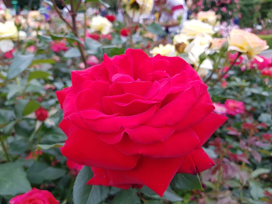 rose, park, korea, flowering plant, beauty in nature, fragility HD wallpaper