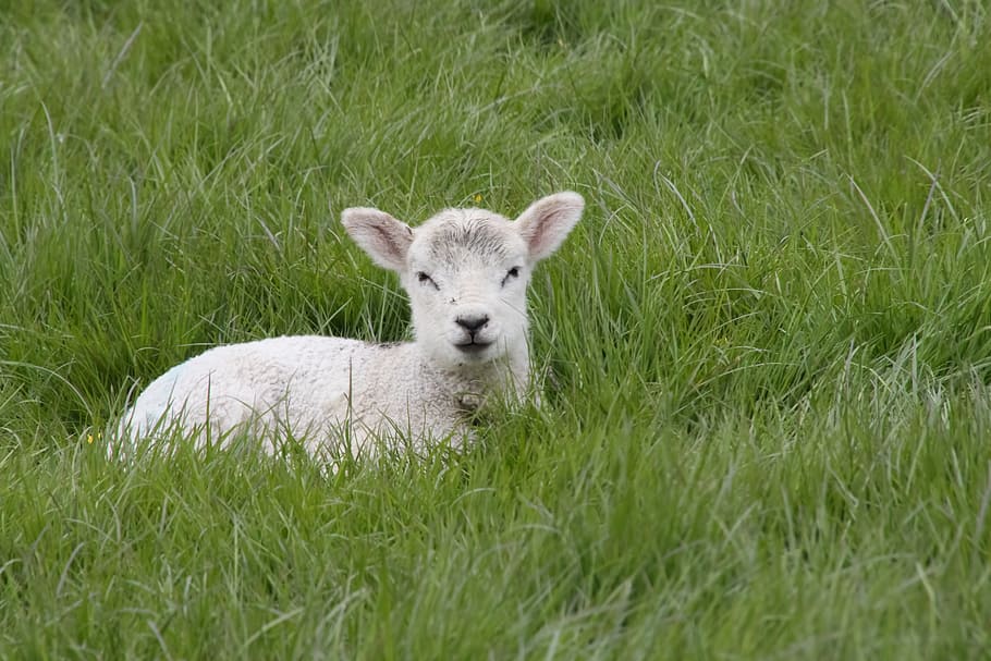 white sheep on green grass during daytime, lamb, spring, farm, HD wallpaper