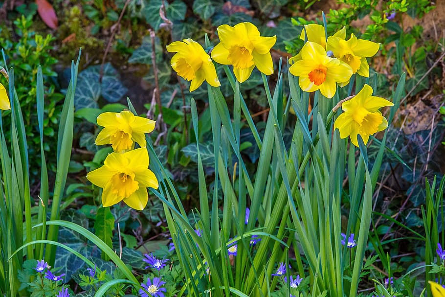 Daffodil, Narcissus, Easter, narcissus pseudonarcissus, yellow, HD wallpaper