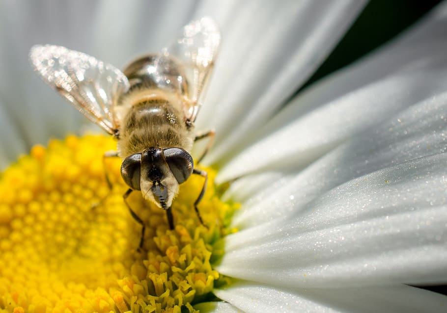 honey bee, macro, daisy, animal, flower, animal themes, flowering plant HD wallpaper