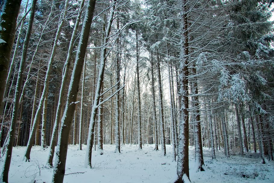 germany, bavaria, forest, trees, foliage, woods, beautiful HD wallpaper