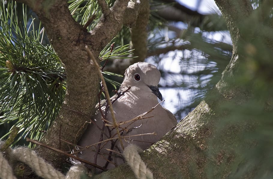 dove, nest, nest building, collared, nature, bird, tree, animal, HD wallpaper