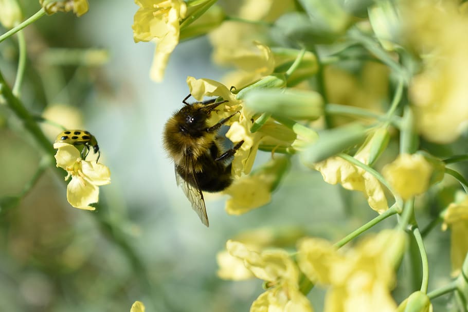bee, insect, flower, pollen, broccoli, bumblebee, nature, yellow HD wallpaper