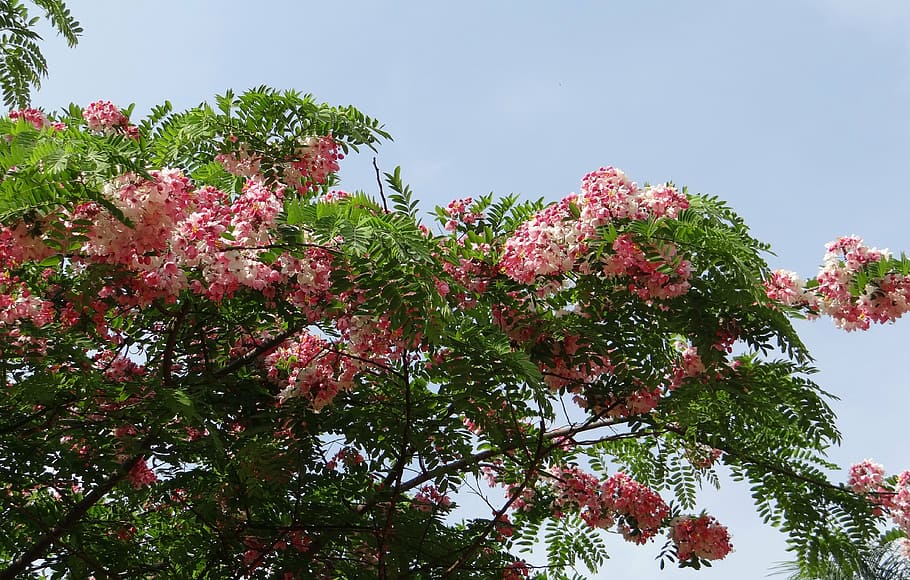 cassia javanica, java cassia, pink shower, apple blossom tree, HD wallpaper