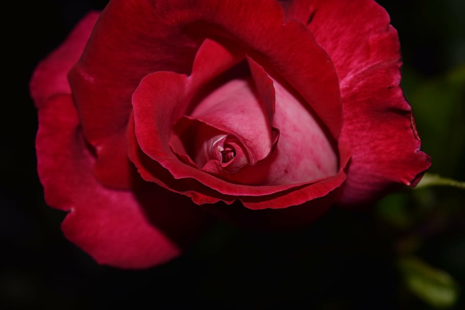rose, red, blossom, bloom, close, petals, background, flower HD wallpaper