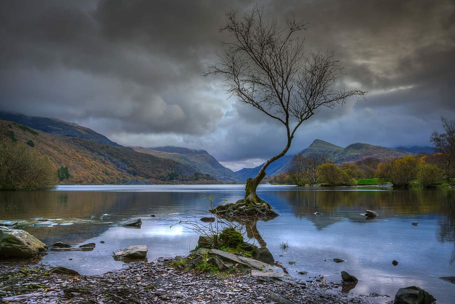 bare tree on body of water near mountain at daytime, bare tree in the middle of lake HD wallpaper