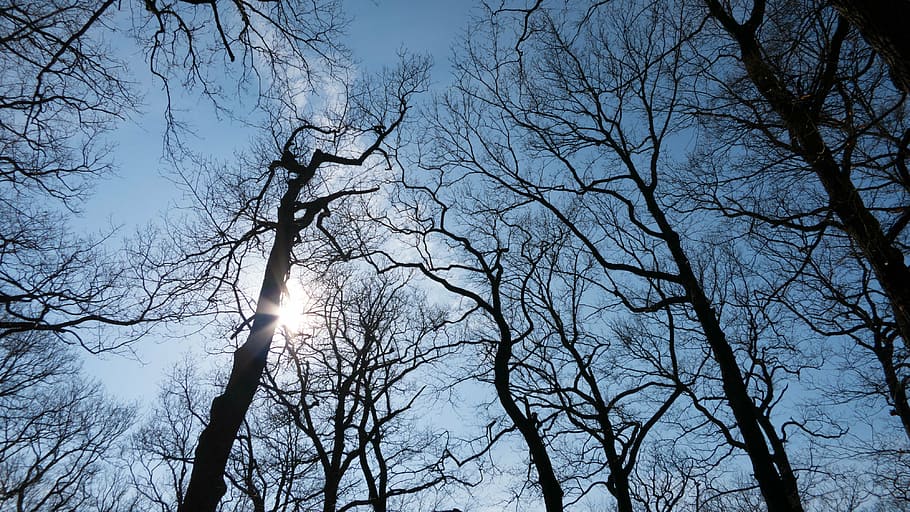 tree, aesthetic, log, branch, winter sun, kahl, forest, back light HD wallpaper
