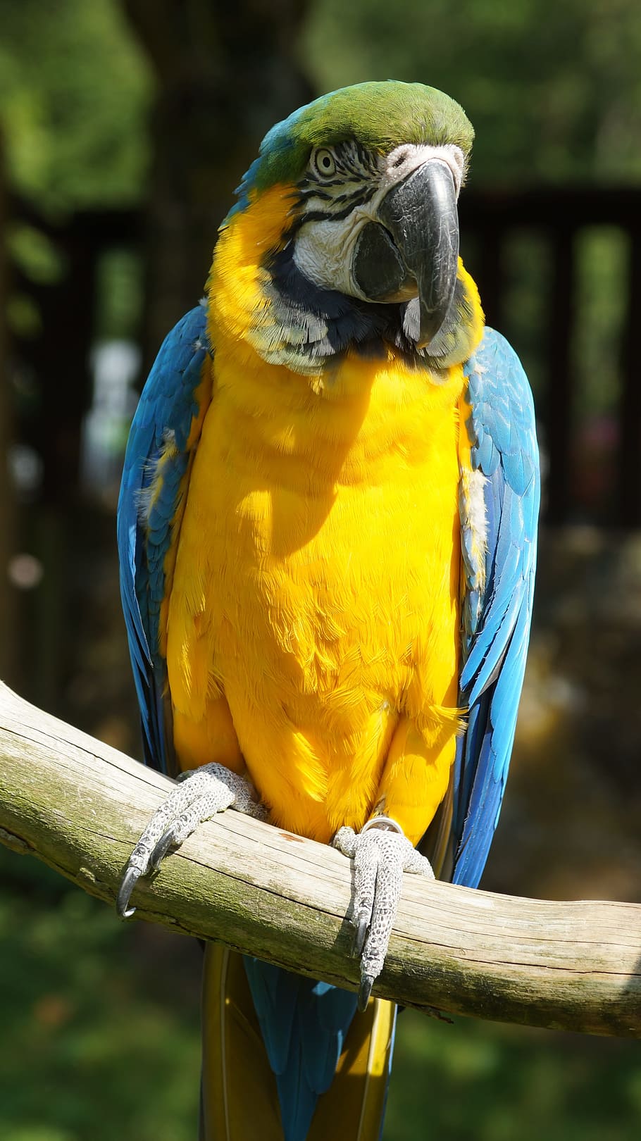 Ara, Parrot, Bird, Yellow, Breast, yellow breast, home guard, HD wallpaper