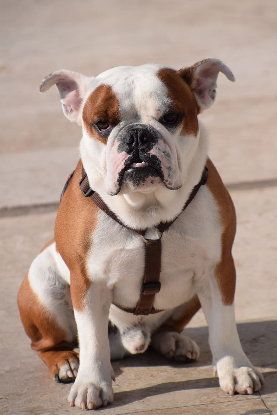 white and brown bulldog sitting on brown floor, boxer, grumpy HD wallpaper