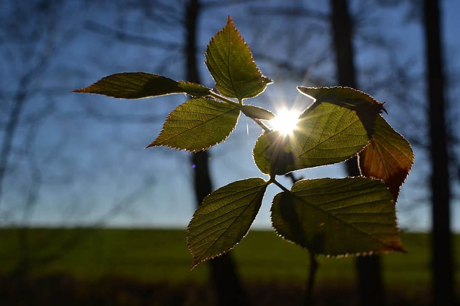 sun, foliage, branch, trees, plant, growth, leaf, plant part HD wallpaper